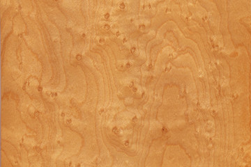 timber grain of Bird's eye maple, Acer saccharum - 106085415