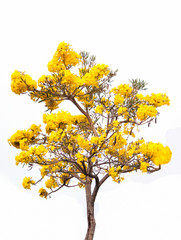 Tree with yellow flowers and white background