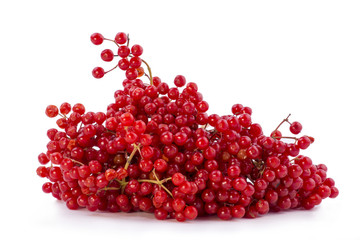 Ягоды калины красной на белом фоне