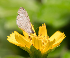 butterfly on the flower