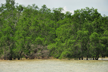 Mangrove forest in South East Asia