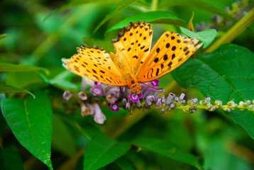 Beautiful butterfly and flower in summer season
