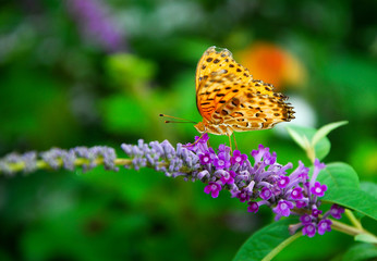 Beautiful butterfly and flower in summer season
