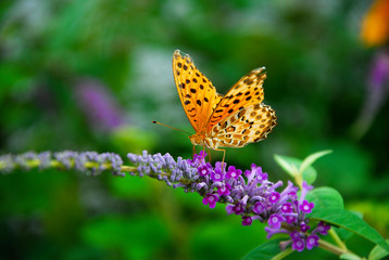 Beautiful butterfly and flower in summer season
