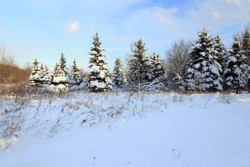   fir tree in winter