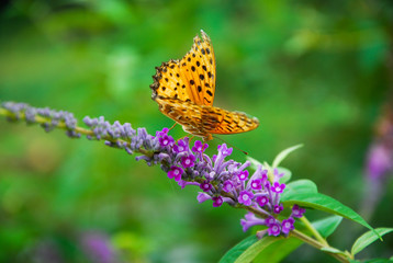 Beautiful butterfly and flower in summer season
