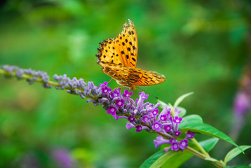 Beautiful butterfly and flower in summer season
