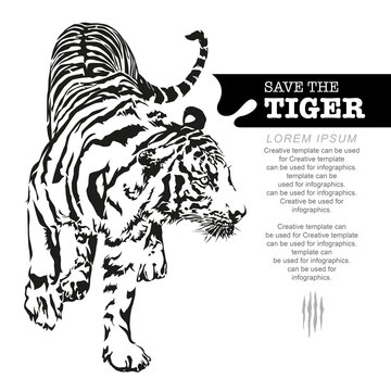 Tiger walking, black and white colour, illustration design.