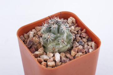 Cactus isolated on white background