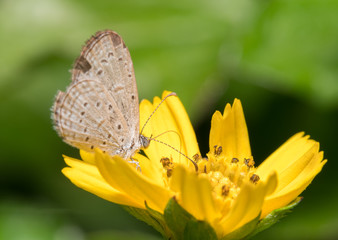 butterfly on the flower