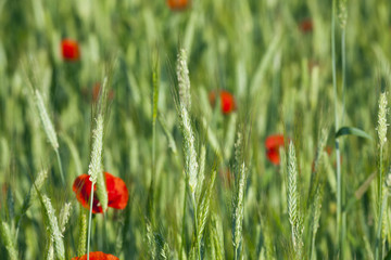 red poppies. summer  