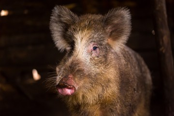 Boar female portrait