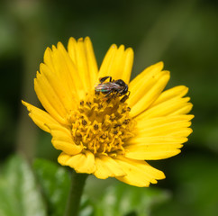 bee on the flower