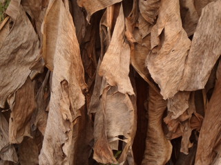 Dried banana leaves hanging from a tree line.