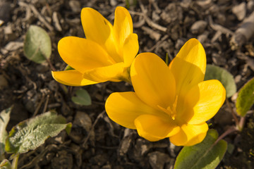 yellow crocus flowers in the garden