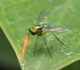 fly
