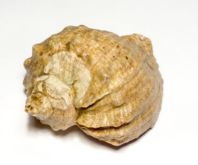 Big Brown Seashell