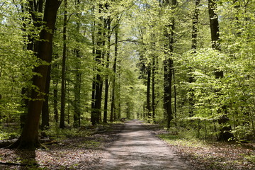 Obraz premium Waldweg