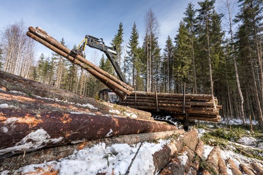 Image of logger loads harvested trunks in forest