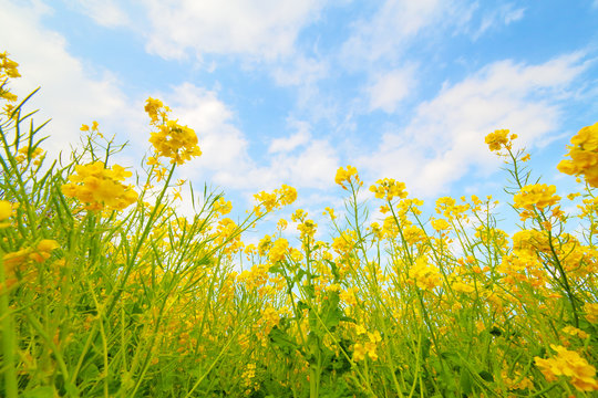 菜の花 Images Browse 42 509 Stock Photos Vectors And Video Adobe Stock