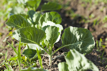 Fototapeta premium Field with cabbage 