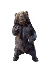 Fotobehang Beer Black bear view of profile isolated on white background  © silaphop