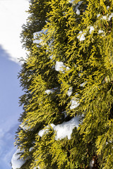 Part of bush arborvitae winter