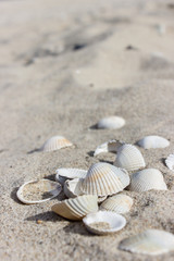 Fototapeta na wymiar Shell / shells on the sandy beach