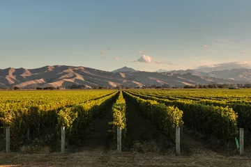 Fotobehang Wijngaard rijen wijnstokken in wijngaard in Nieuw-Zeeland