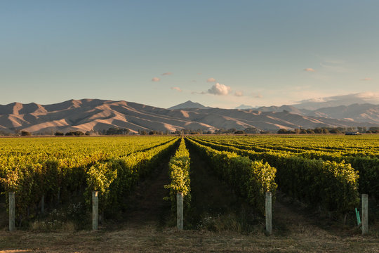 Fototapeta rows of vine in vineyard in New Zealand