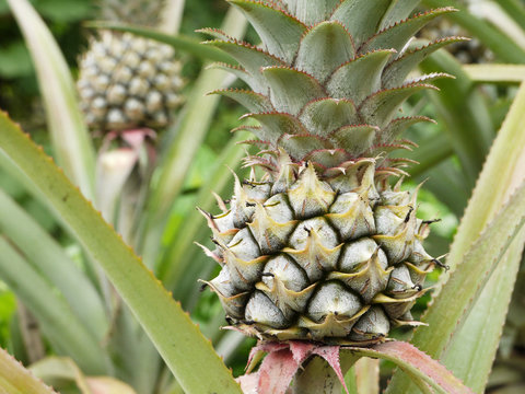 closeup fresh tropical pineapple