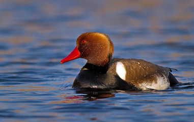 Red crested pochard (Netta rufina) male