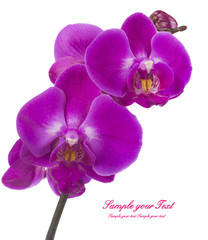 Pink streaked orchid flower, isolated