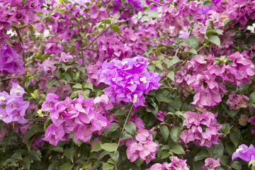 Violet Flower

