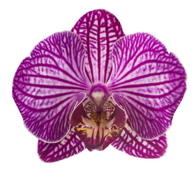 Fototapeta Pink streaked orchid flower, isolated