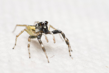 Jumping spiders live in the house