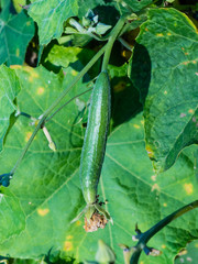 Obraz premium zucchini plants growing