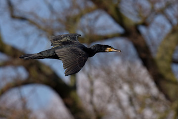 Cormorant, Phalacrocorax carbo