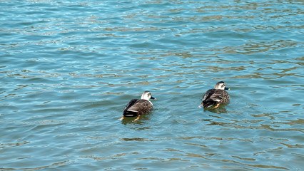two ducks find way home