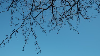 flower bloom with blue sky