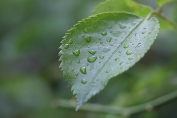 water drops on a green leaf, dew on leaf