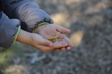 child holding autumn leaf