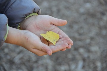 child holding autumn leaf