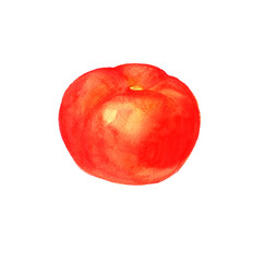 watercolor red tomato