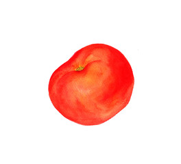 watercolor red tomato