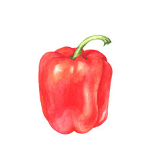 watercolor sweet pepper
