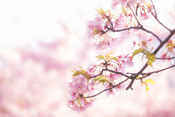 春の桜のイメージ