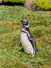 Naklejka premium Magellanic Penguin (Spheniscus magellanicus)