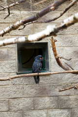 Black Parrot Zoo  