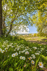 Spring landscape with field of daisy flowers